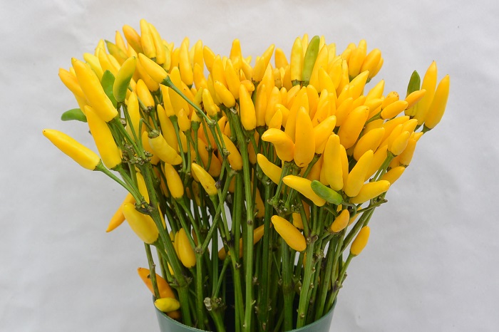 PEPPERS YELLOW FIRE